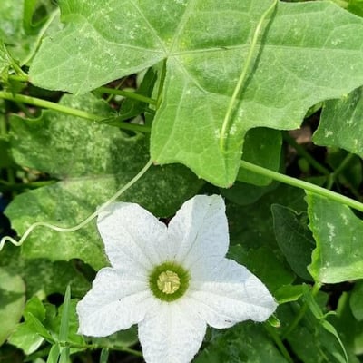 Coccinia grandis — flower