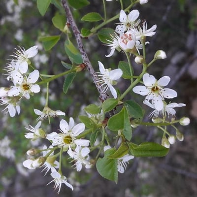 Prunus mahaleb — flower