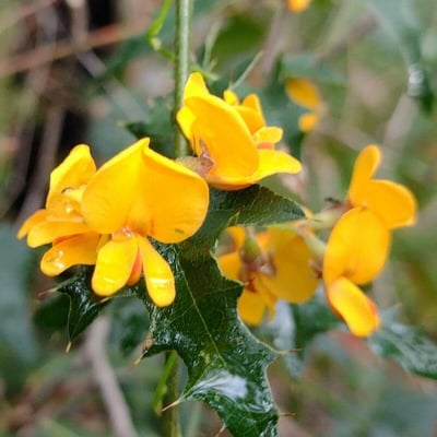 Podolobium ilicifolium — flower