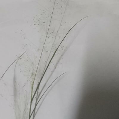 Panicum capillare — flower