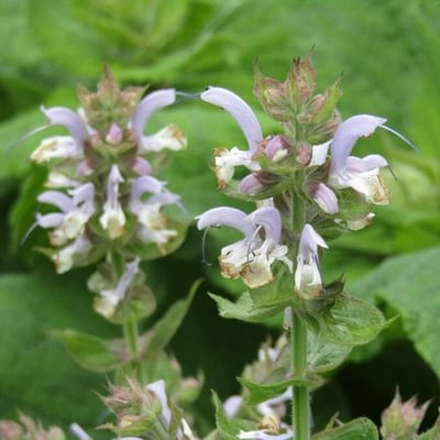 Salvia sclarea — flower