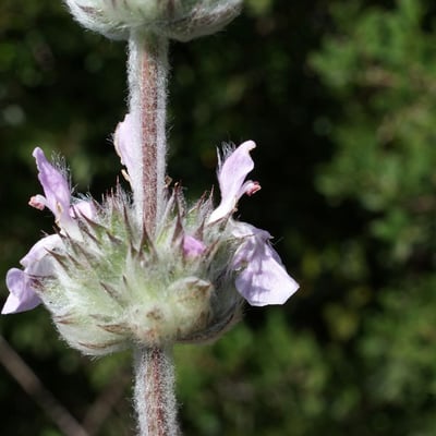 Stachys cretica — flower