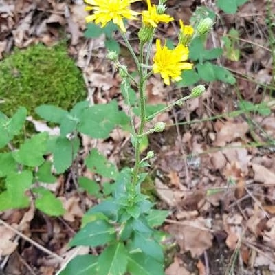 Hieracium umbellatum — flower