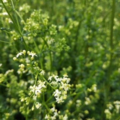 Galium sylvaticum — flower