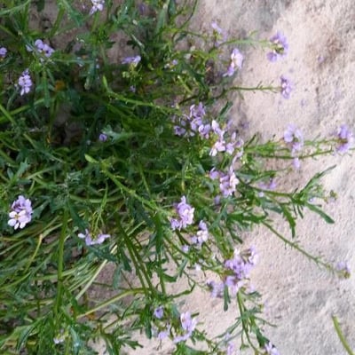 Cakile edentula — flower