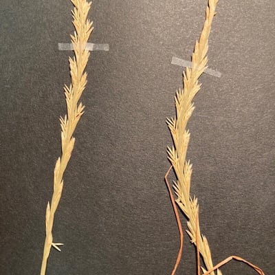Lolium rigidum — flower