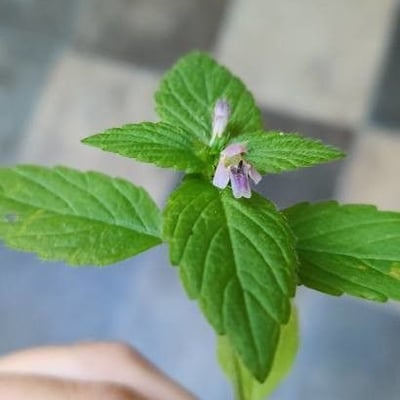Galeopsis bifida — flower