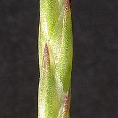 Crucianella latifolia — flower