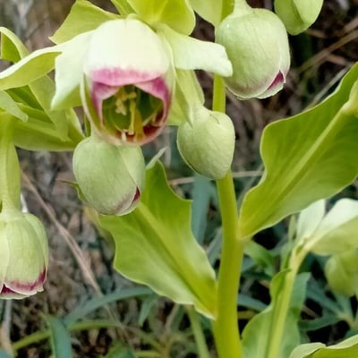 Helleborus foetidus — flower