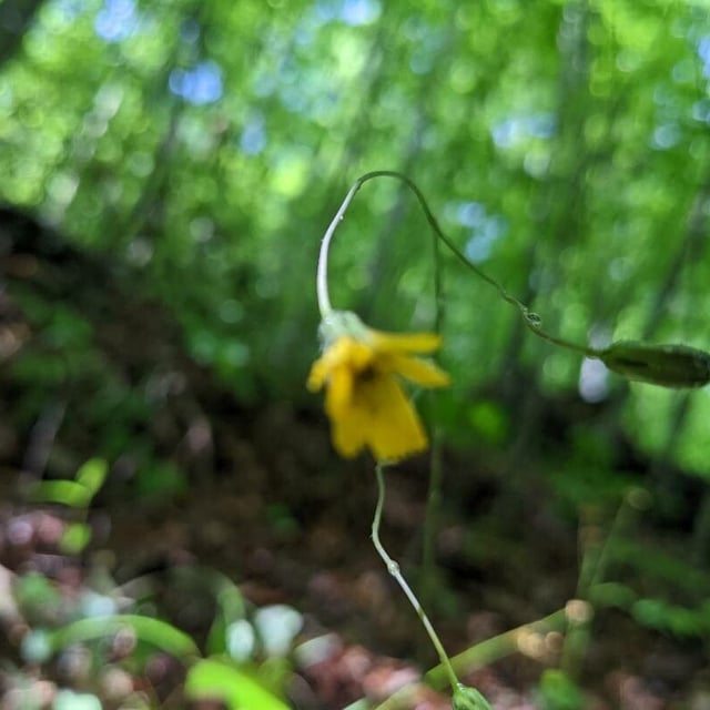 Hieracium venosum — flower