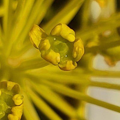 Thapsia villosa — flower