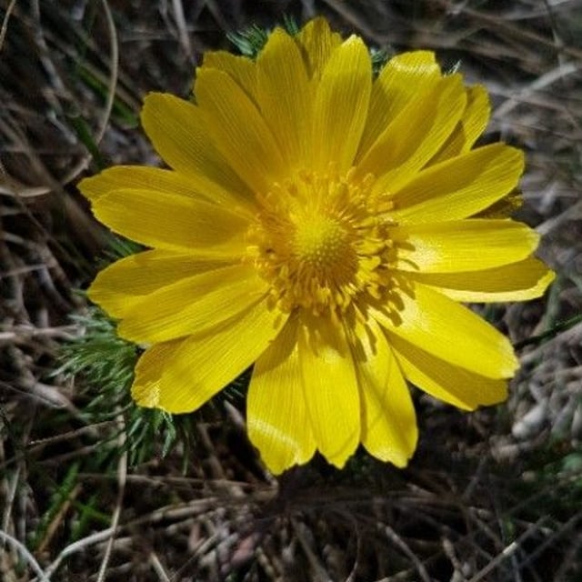 Adonis vernalis — flower
