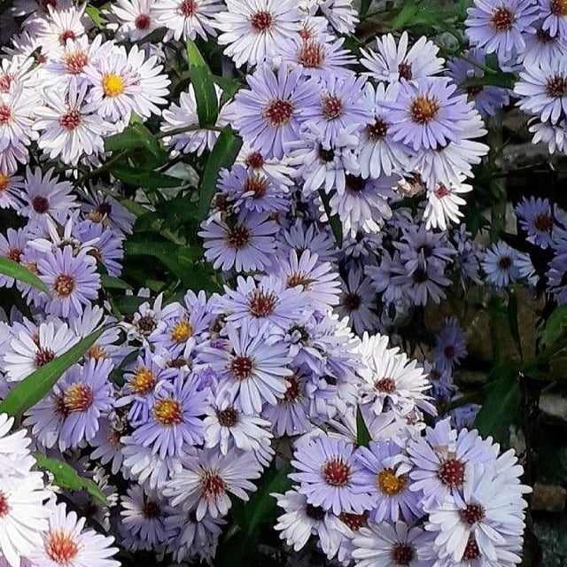 Symphyotrichum novi-belgii — flower