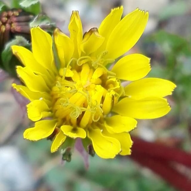 Crepis vesicaria — flower