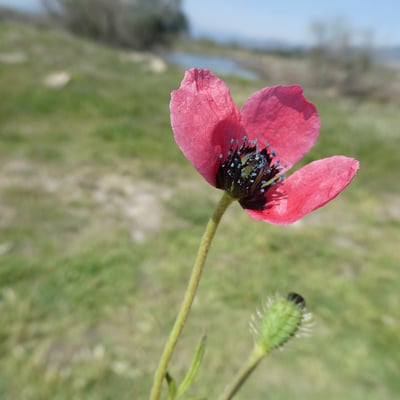 Papaver hybridum — flower