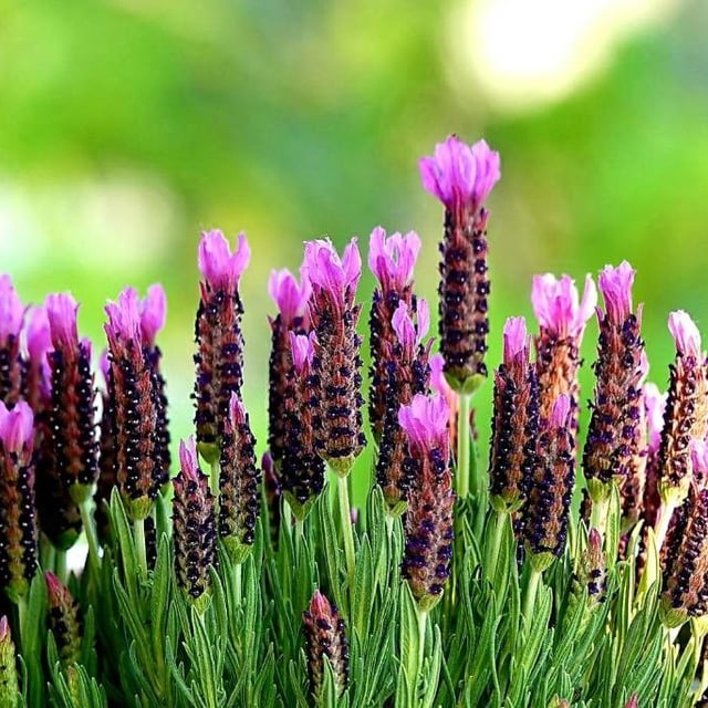 Lavandula pedunculata — flower