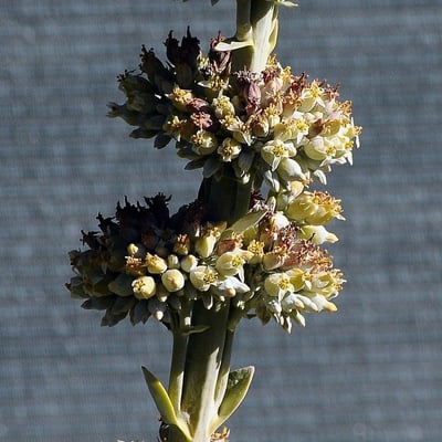 Salvia apiana — flower
