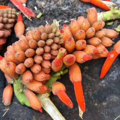 Erythrina americana — flower