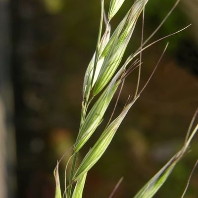Avena strigosa — flower