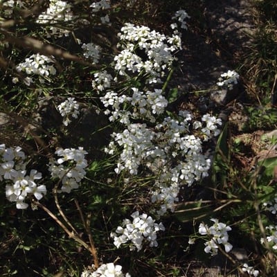 Kernera saxatilis — flower