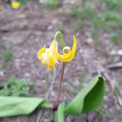 Erythronium grandiflorum — flower