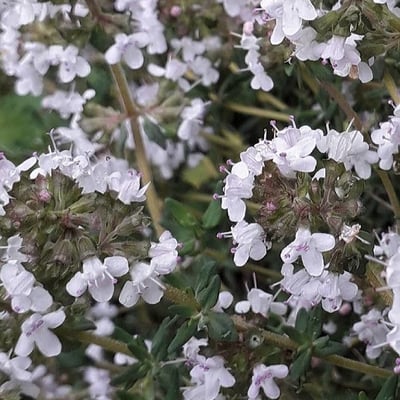 Thymus vulgaris — flower