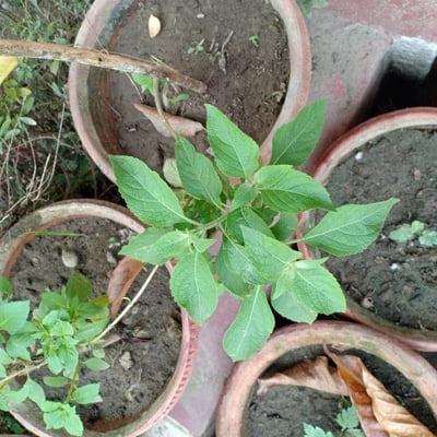 Blumea balsamifera — leaf