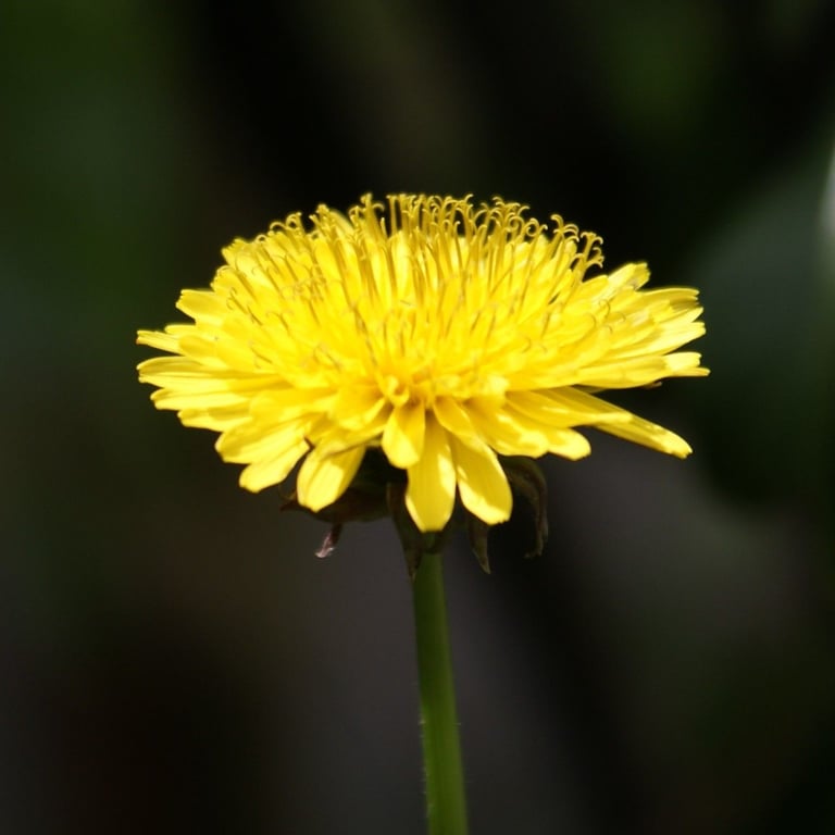 Dense-bracted dandelion