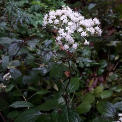 Ageratina altissima — flower