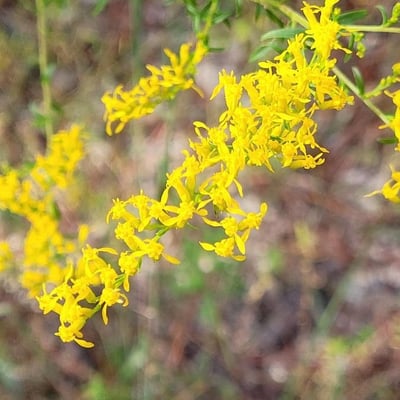 Solidago odora — flower