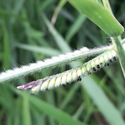 Paspalum dilatatum — flower