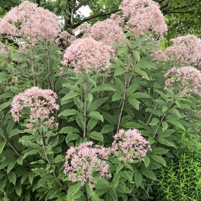 Eupatorium fistulosum — habit