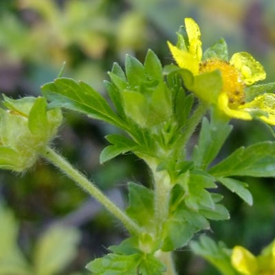 Potentilla supina — flower