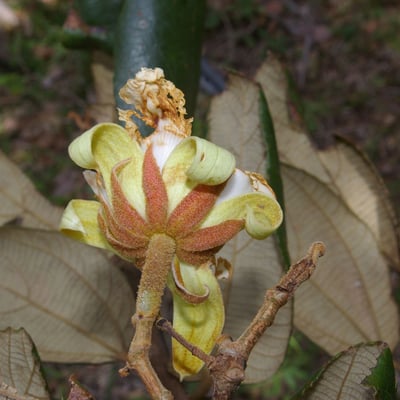 Luehea speciosa — flower