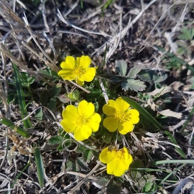 Potentilla heptaphylla — flower