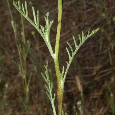 Chaenactis glabriuscula — flower