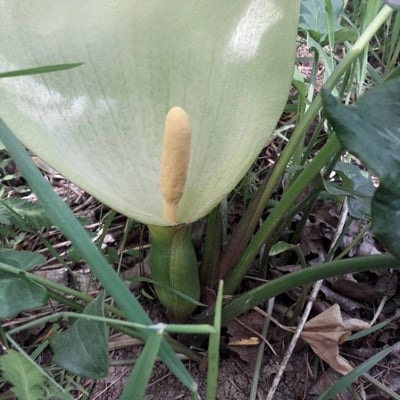 Arum italicum — flower