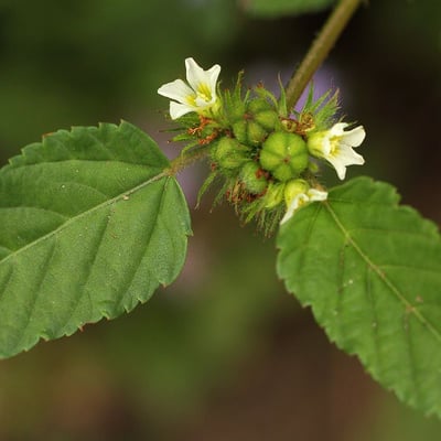 Melochia corchorifolia — flower