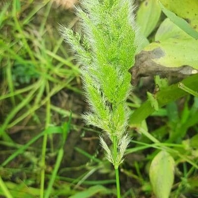 Polypogon monspeliensis — flower