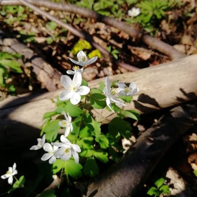 Isopyrum thalictroides — flower