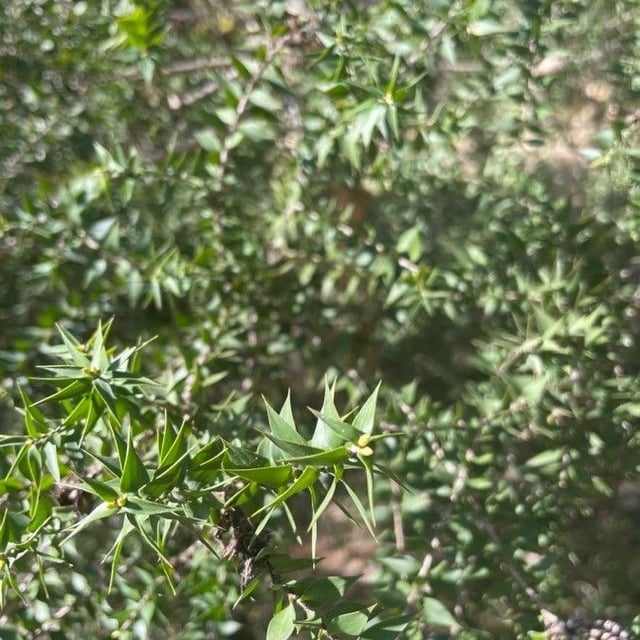 Melaleuca styphelioides — leaf