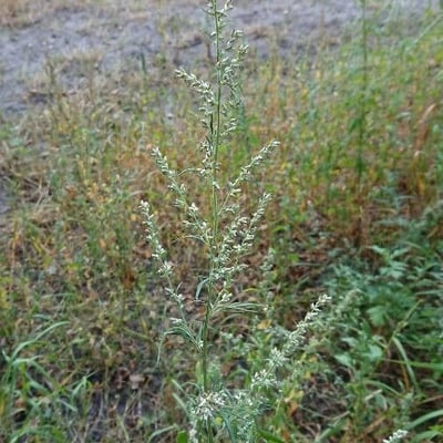 Artemisia ludoviciana — flower