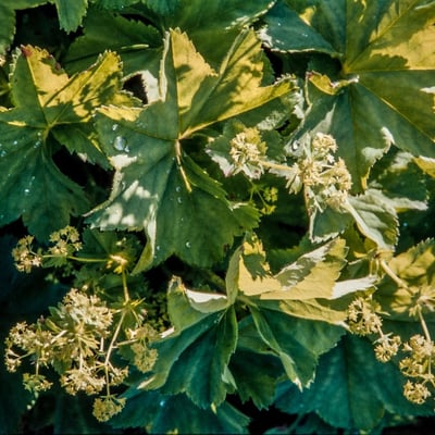 Alchemilla subcrenata — flower