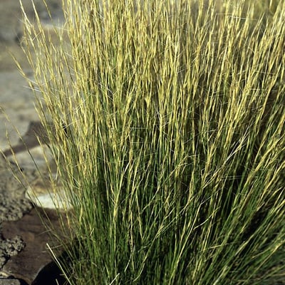 Aristida purpurea — habit