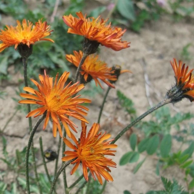 Crepis aurea — flower