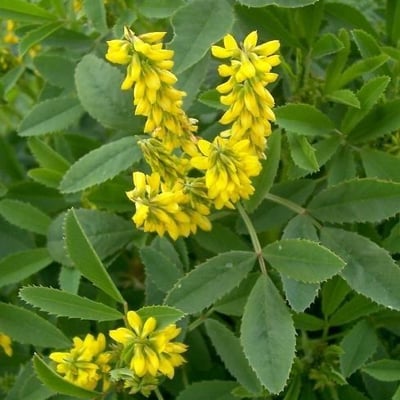 Melilotus sulcatus — flower