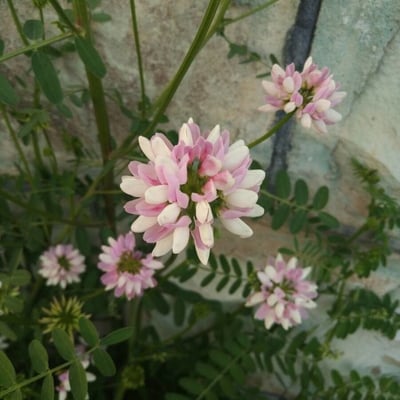 Securigera varia — flower