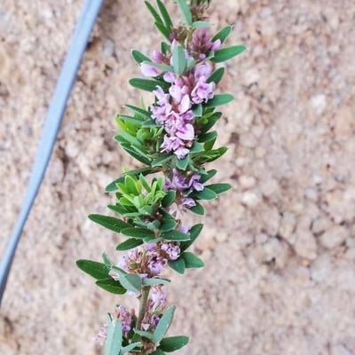 Lespedeza virginica — flower