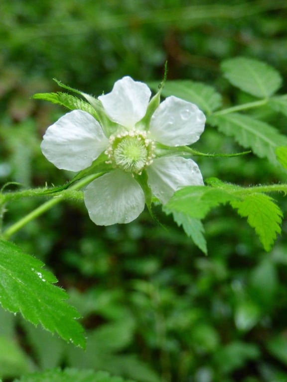 Bramble-of-the-cape