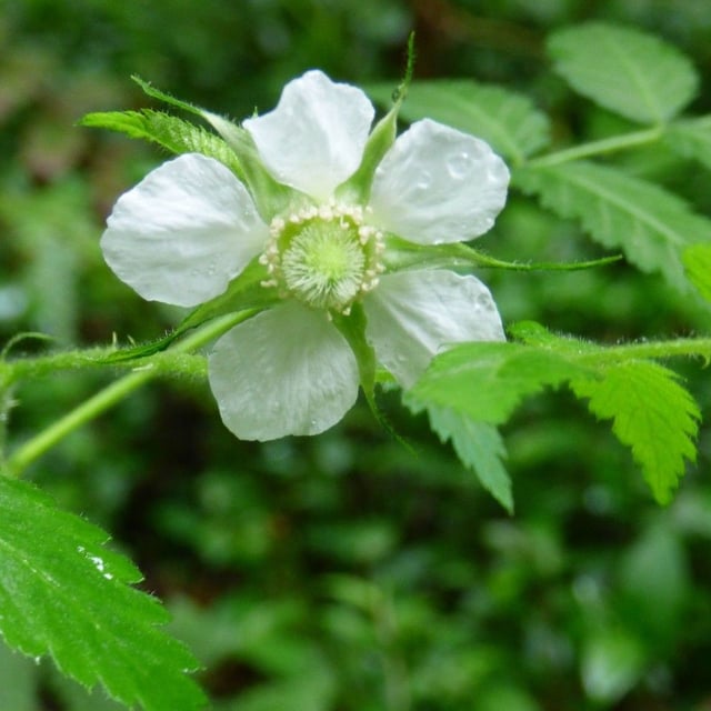 Rubus rosifolius — flower